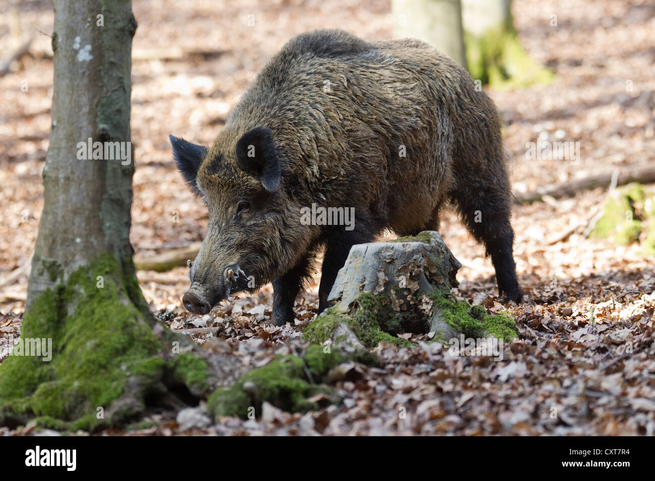 Le sanglier (Sus scrofa), krosian, Parc Vulkaneifel Deer Park, Rhénanie-Palatinat Banque D'Images