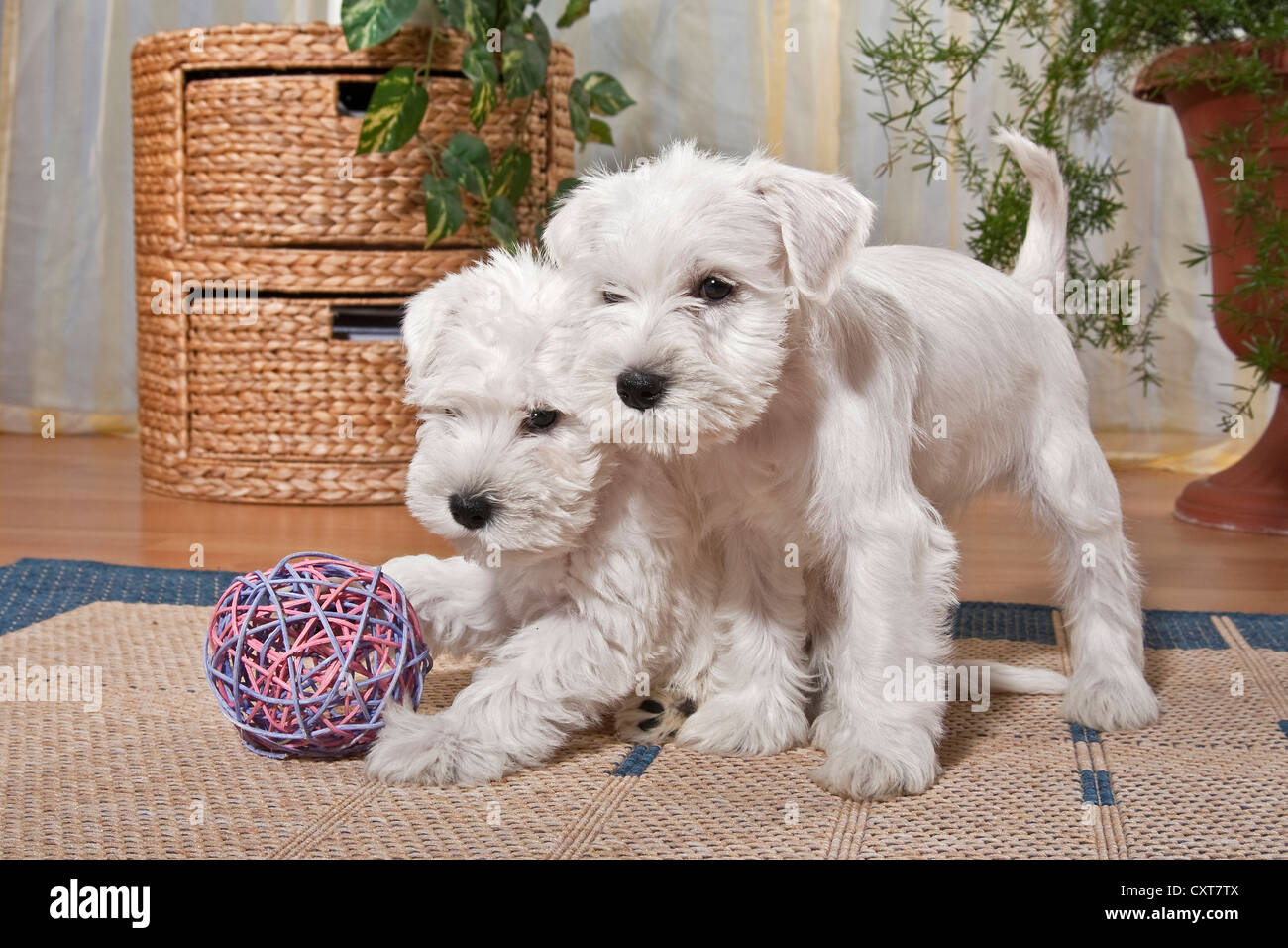 Deux Chiots Schnauzer nain blanc jouant dans un appartement Photo Stock -  Alamy