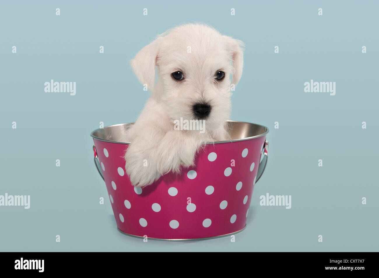 Chiot Schnauzer nain blanc dans un seau Banque D'Images