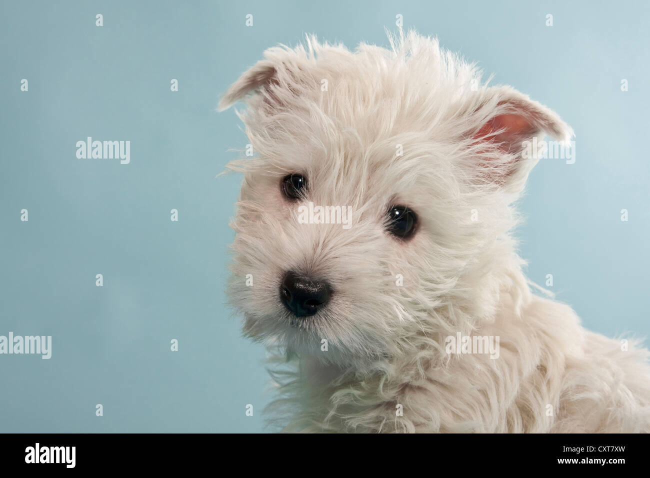 West Highland White Terrier, chiot Westie, portrait Banque D'Images