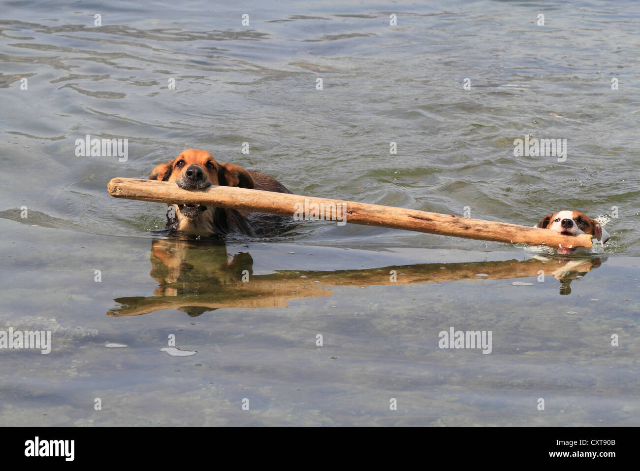Deux chiens nager dans la mer avec un bâton dans la bouche, de l'extraction Banque D'Images