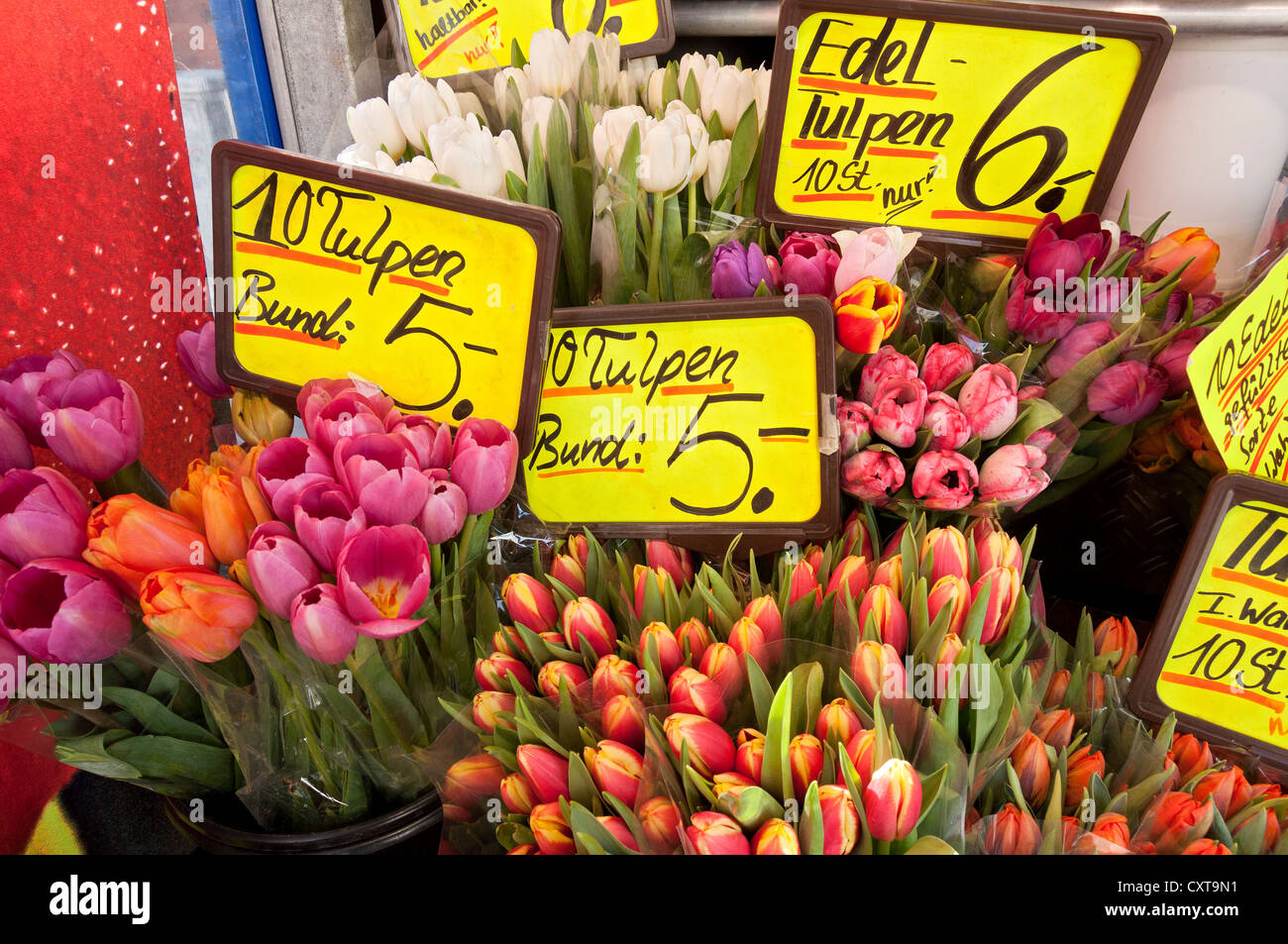 Avec tulipes : signes, flower stall, Munich, Haute-Bavière, Bavaria, PublicGround Banque D'Images