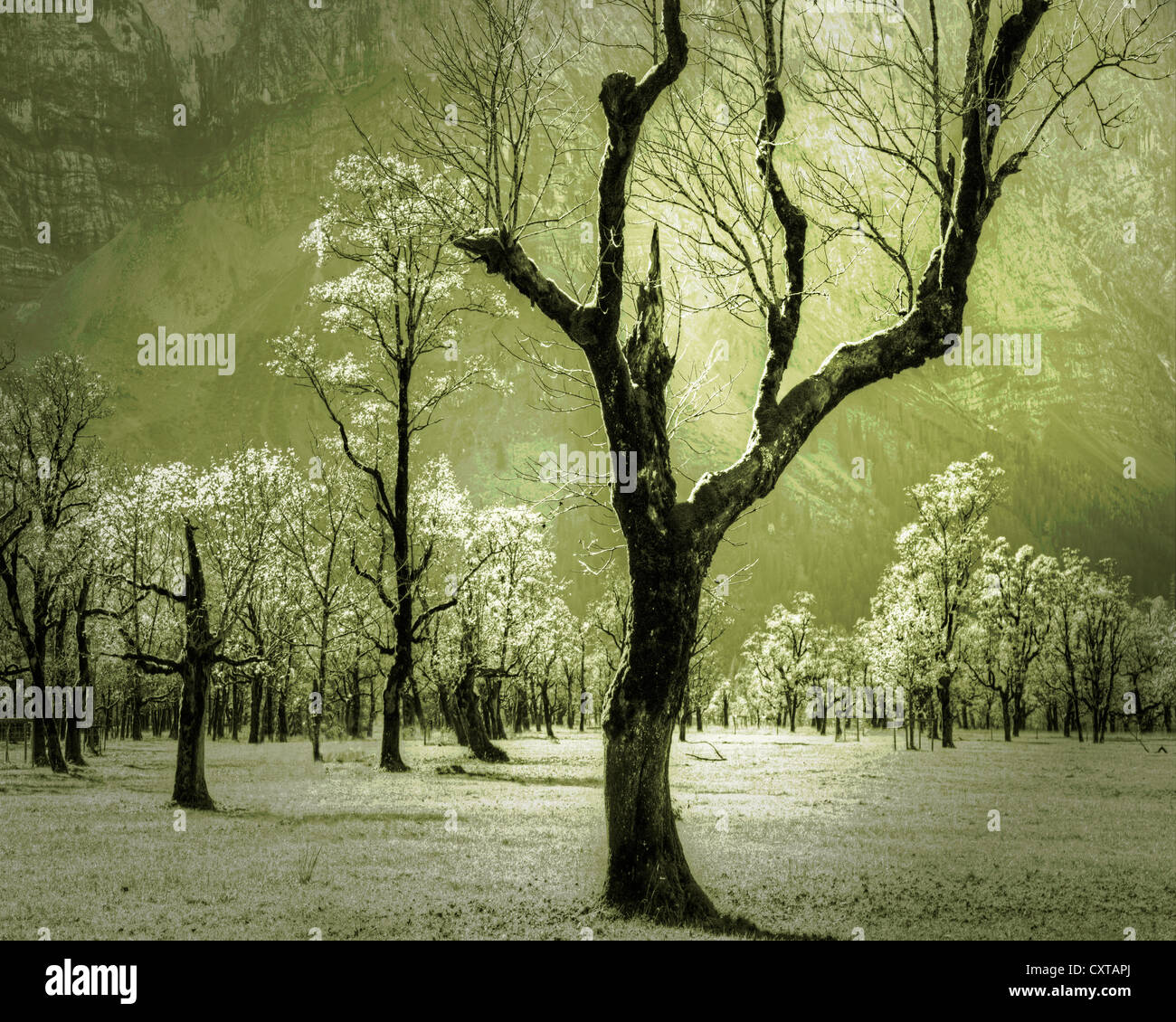 L'ART NUMÉRIQUE : Magic Woods (concept de calendrier) Banque D'Images