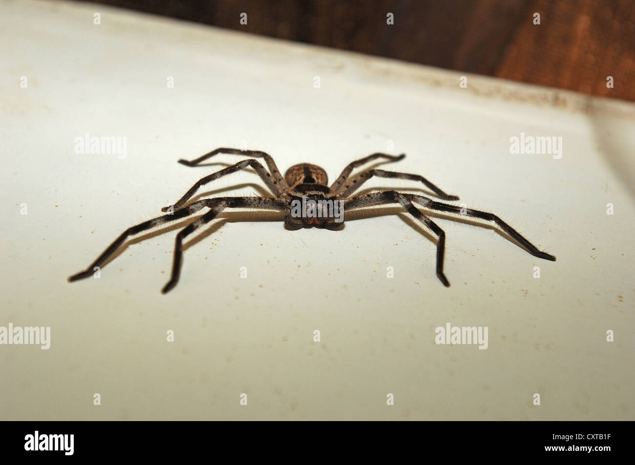 Hairy grande araignée huntsman australienne prépare à aller vers photographe Banque D'Images