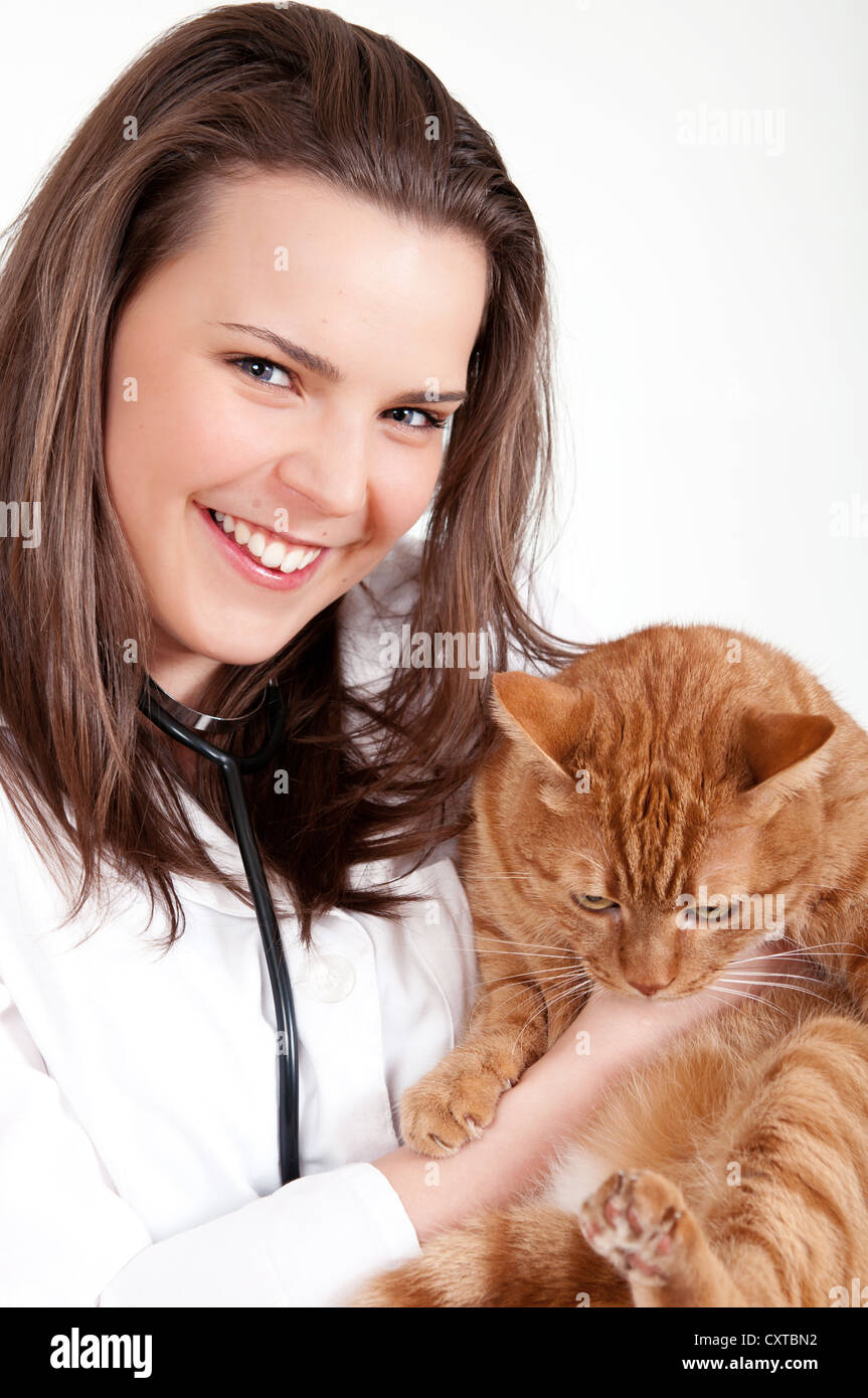chat et vétérinaire Banque D'Images