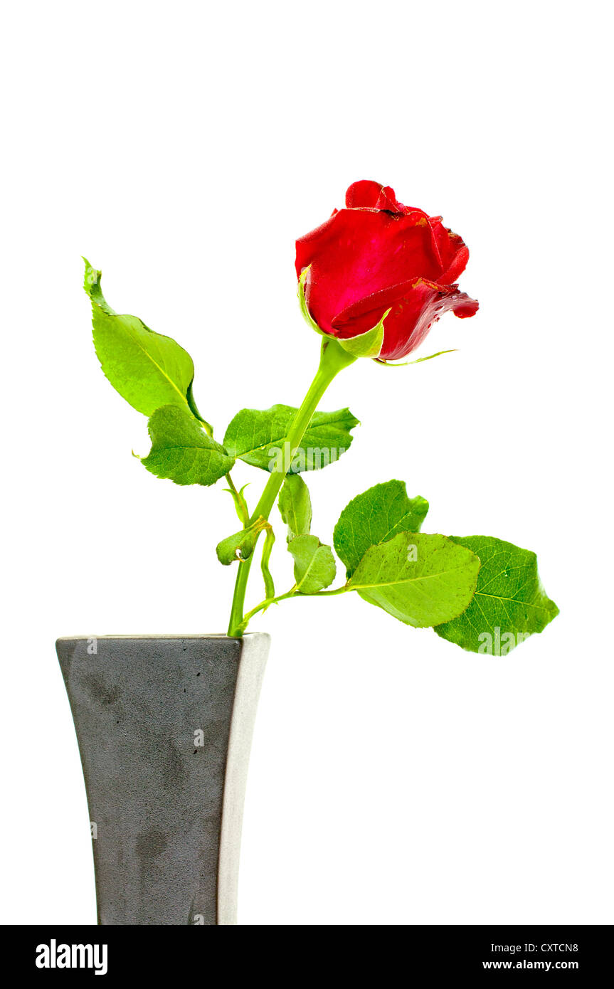 Rose rouge vase en noir sur fond blanc Banque D'Images