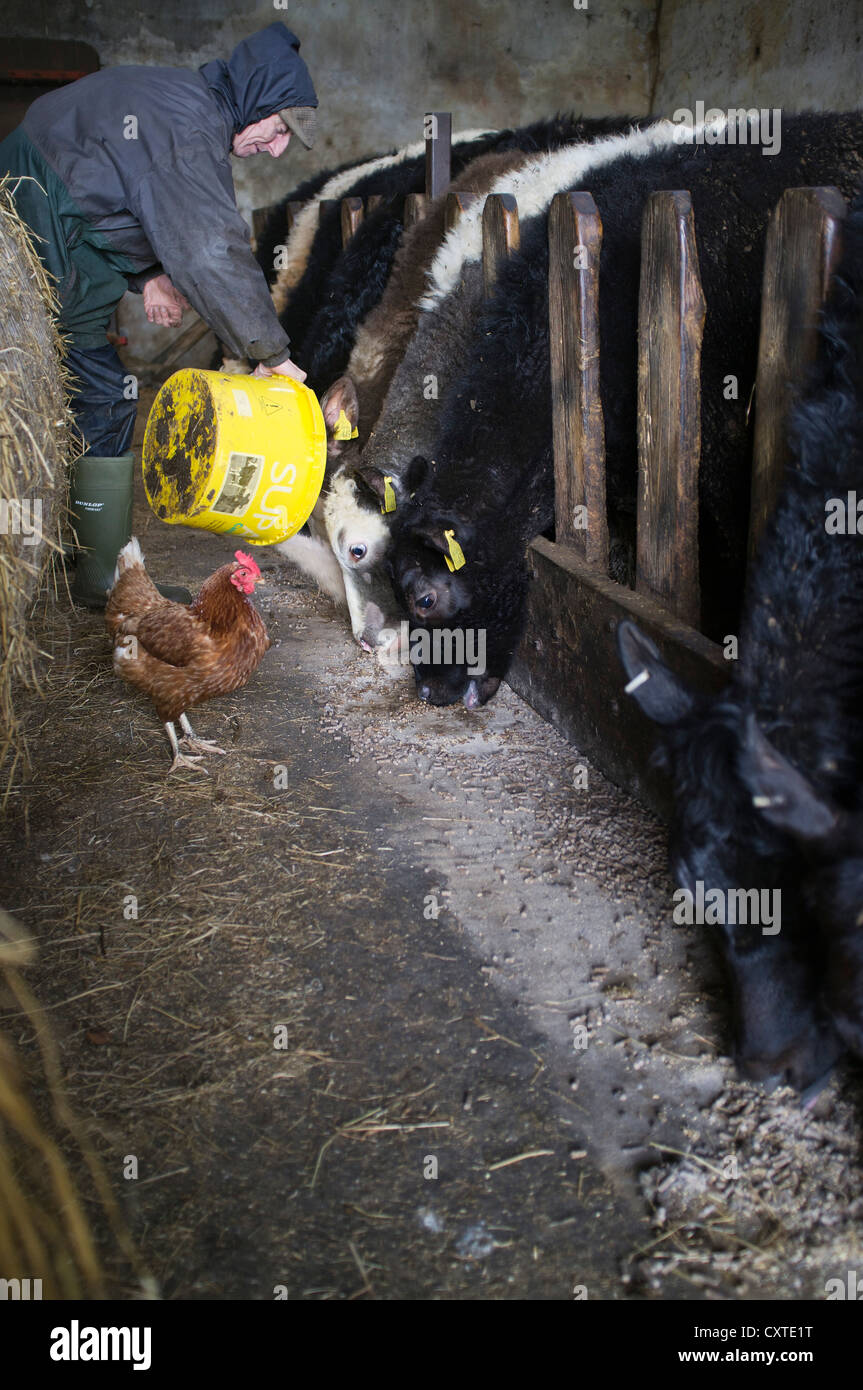 dh Écosse agriculteur nourrissant DES VACHES BOVINS animaux de FERME du Royaume-Uni jeune animal dans la grange bovine ferme de vache britannique élevage mixte homme hangar Banque D'Images