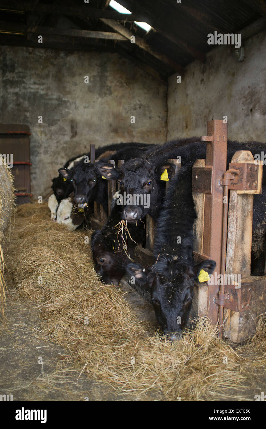 dh bovins ensilage foin grange BOEUF Royaume-Uni jeunes vaches se nourrissant sur la ferme PEN écosse royaume-uni abri animal mangeant l'agriculture d'hiver Banque D'Images