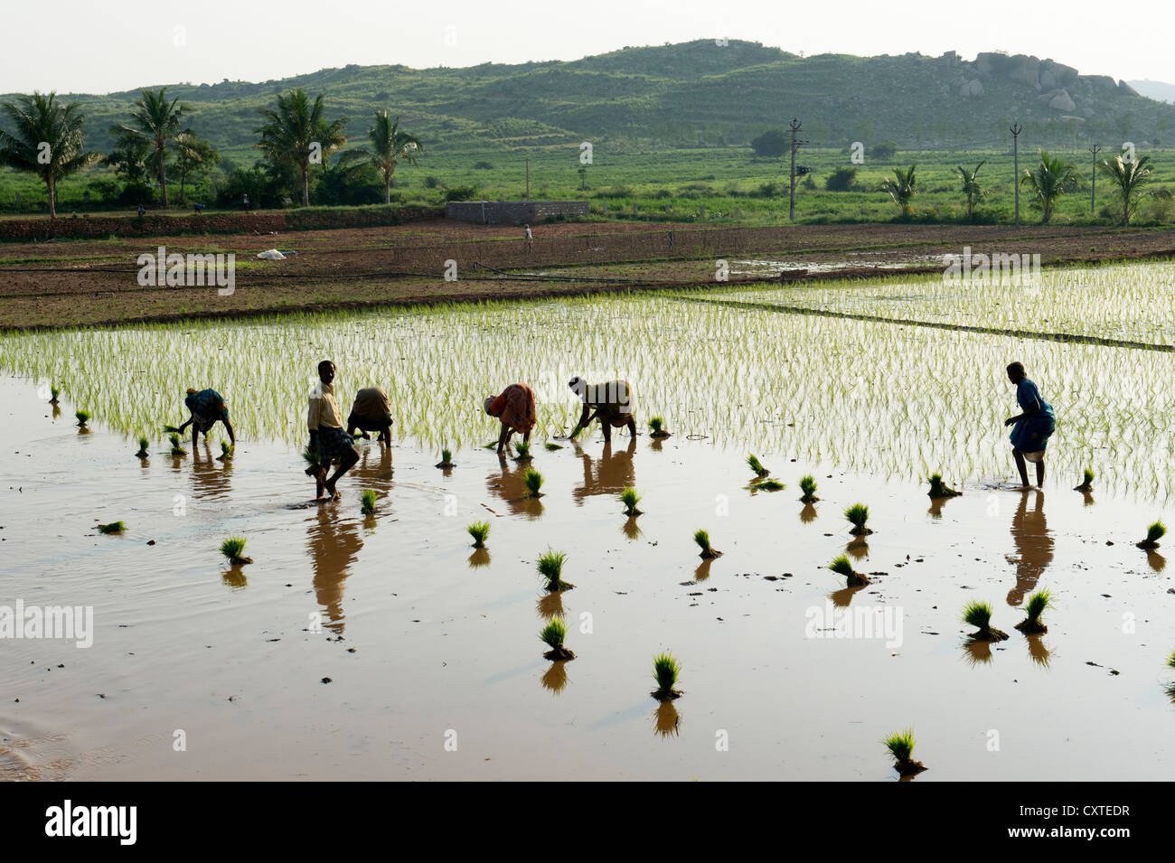 Les femmes indiennes plantent de jeunes plants de riz dans une rizière en Inde. Silhouette Banque D'Images
