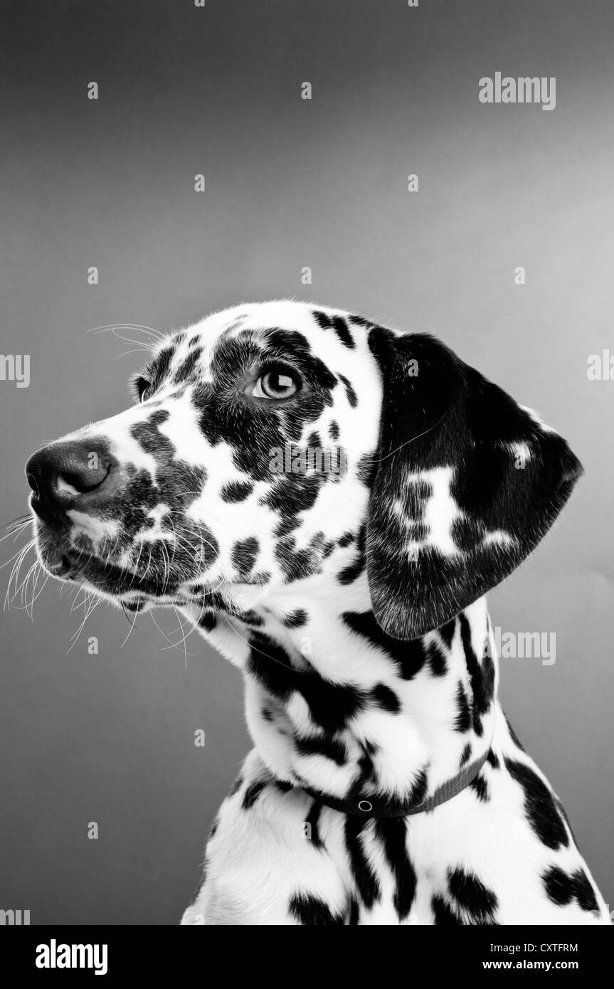 Chiot dalmatien isolé sur un fond gris, noir et blanc Photo Stock - Alamy