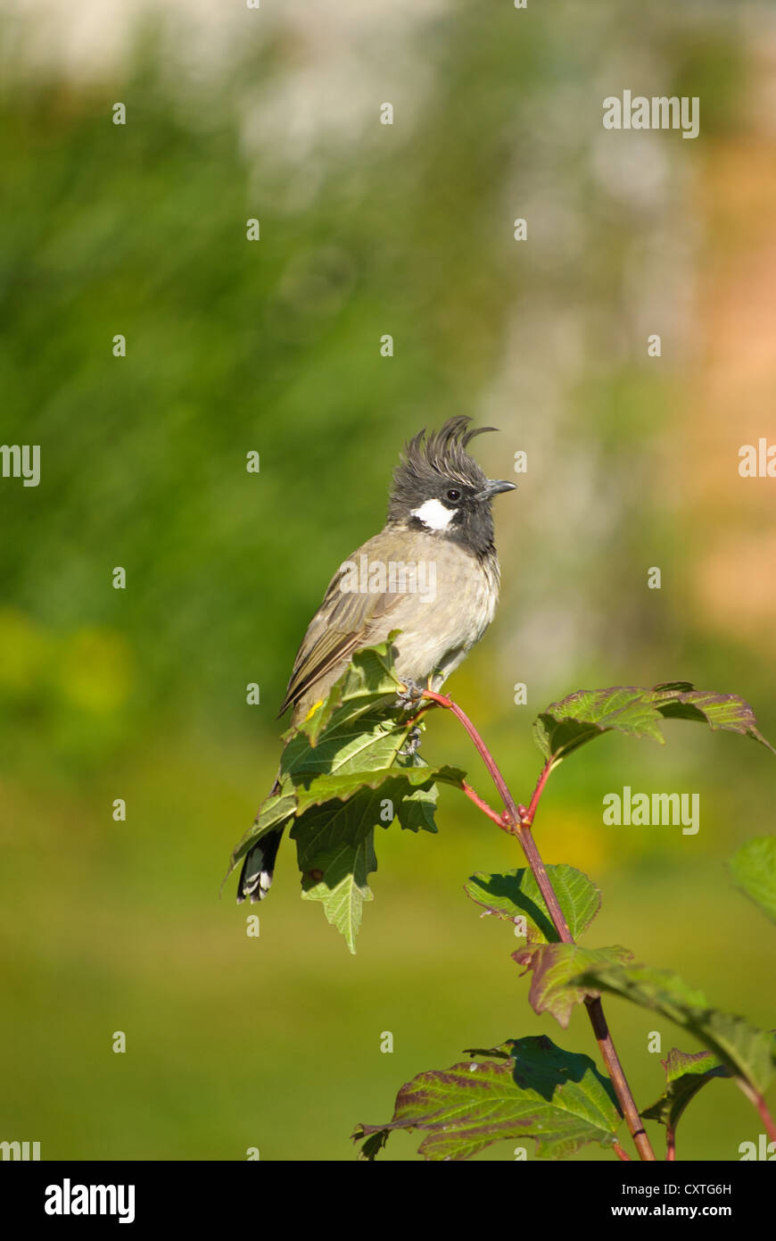 Himalayan Bulbul, une espèce commune trouvés à Pahalgam, au Cachemire Banque D'Images