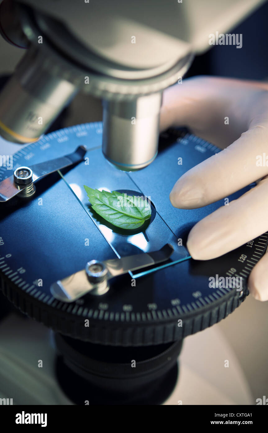 Observation d'une feuille verte avec un microscope Banque D'Images