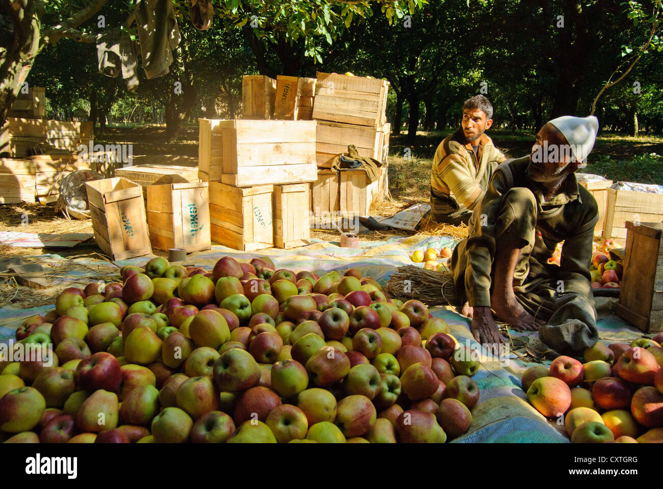 Un travailleur dans un apple farm est l'emballage des pommes pour la livraison Banque D'Images