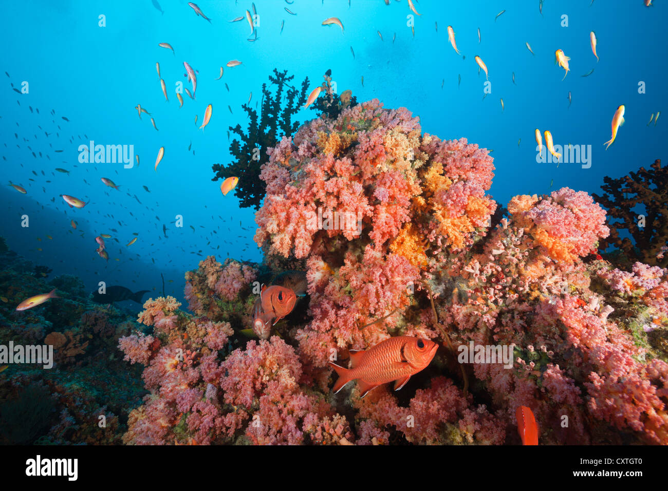 Soft Coral Reef, South Male Atoll, Maldives Banque D'Images