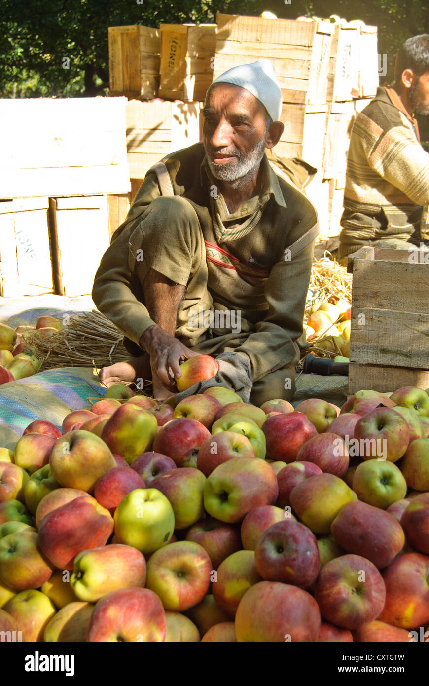 Un travailleur dans un apple farm est l'emballage des pommes pour la livraison Banque D'Images