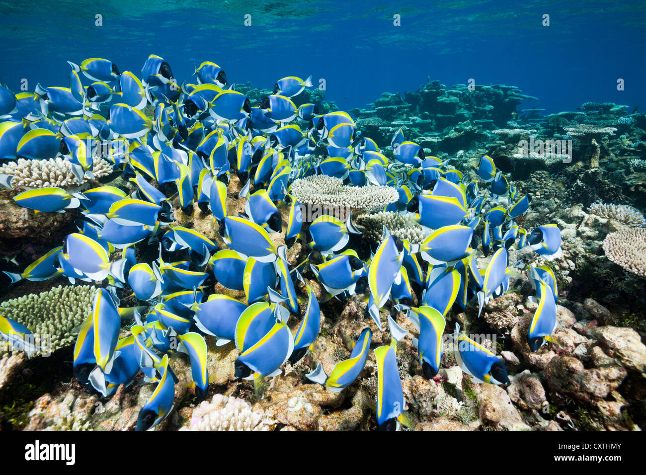 Banc de bleu poudre Tang, Acanthurus leucosternon, Thaa Atoll, Maldives Banque D'Images