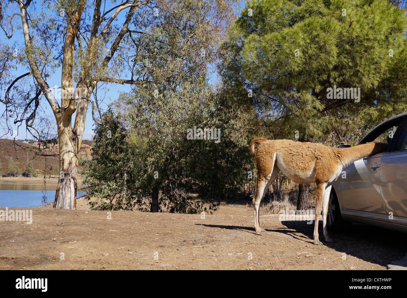 Les touristes en safari à partir de l'alimentation de la voiture, Guanaco (Lama guanicoe) debout sur le terrain, curieux, à la Reserva, le parc safari Banque D'Images