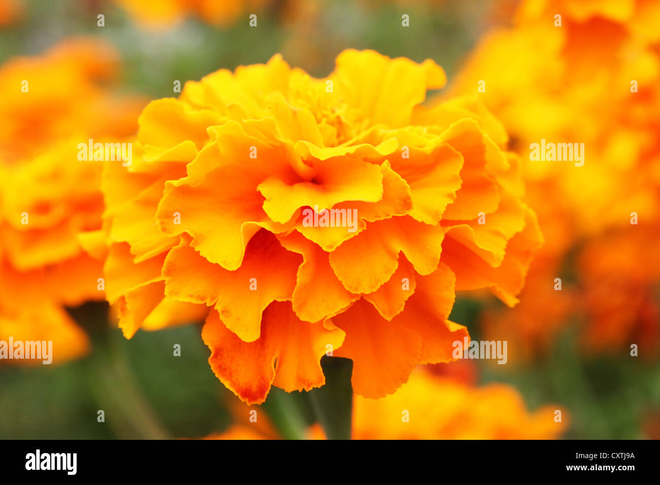 Close up of marigold flower Banque D'Images