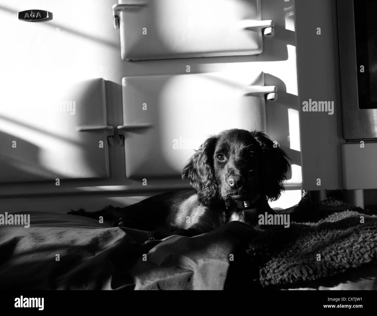 Chiot Cocker de chien sur le lit en face d'AGA de cuisine Banque D'Images