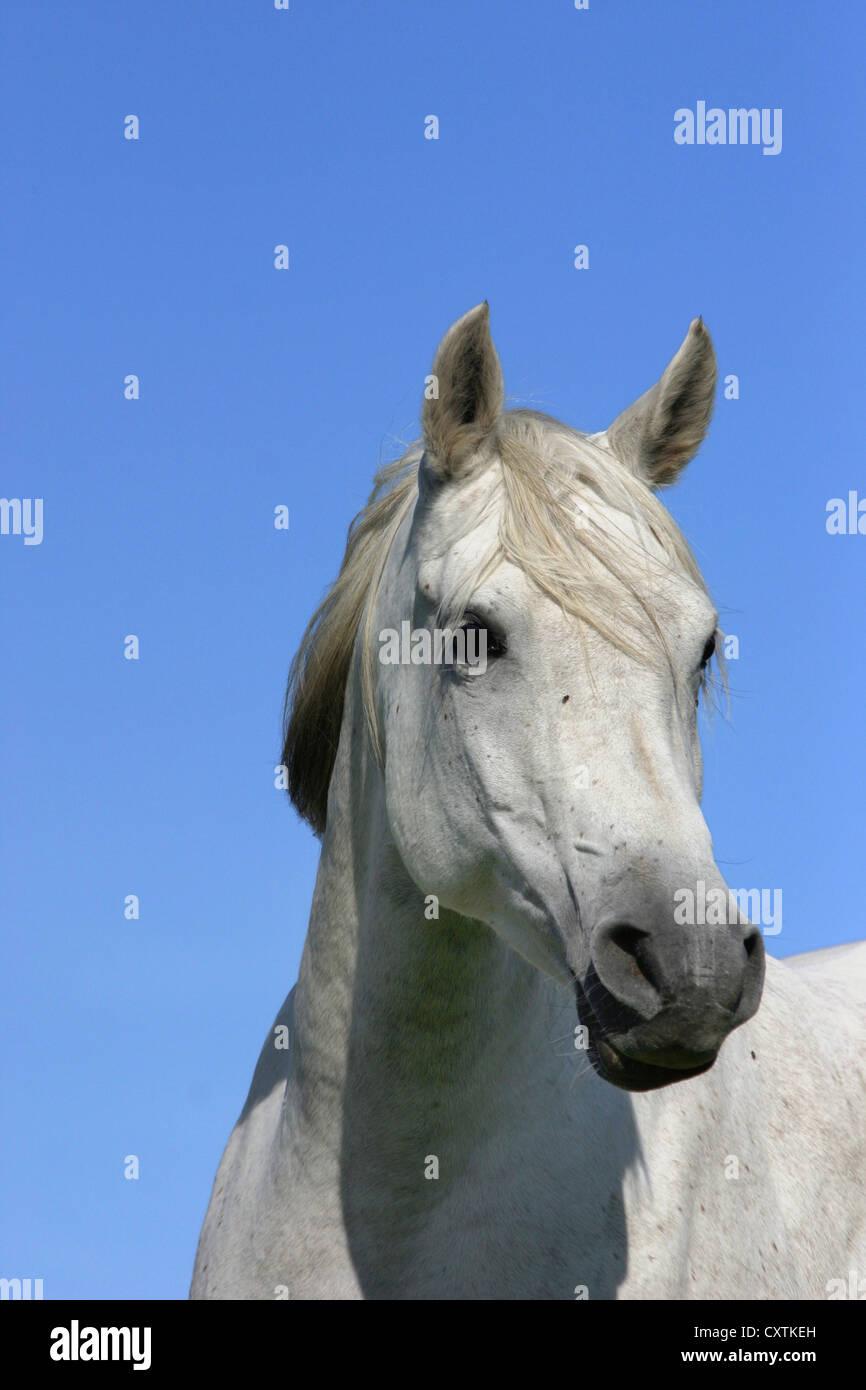 Portrait d'un cheval arabe blanc Banque D'Images