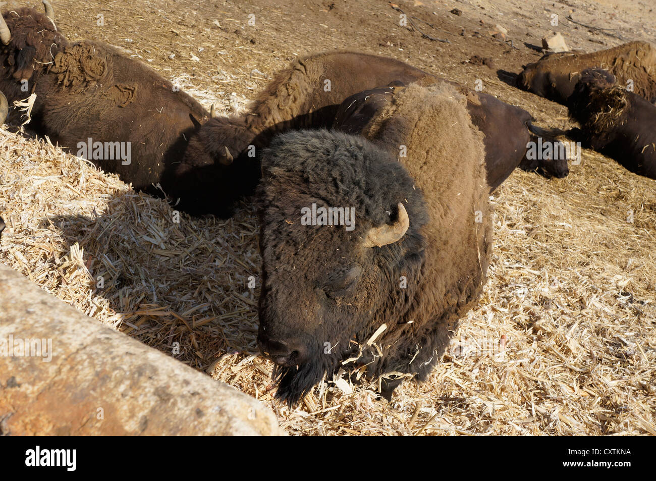 Le bison d'Amérique (Buffalo), se nourrissent à la plume dans le zoo à La Reserva Sevilla El Castillo de las Guardas. Banque D'Images