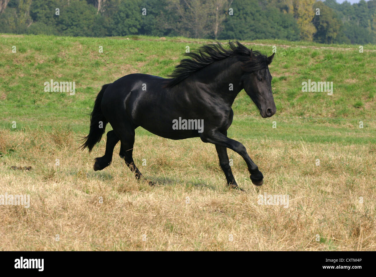 L'exécution de cheval Frison Banque D'Images