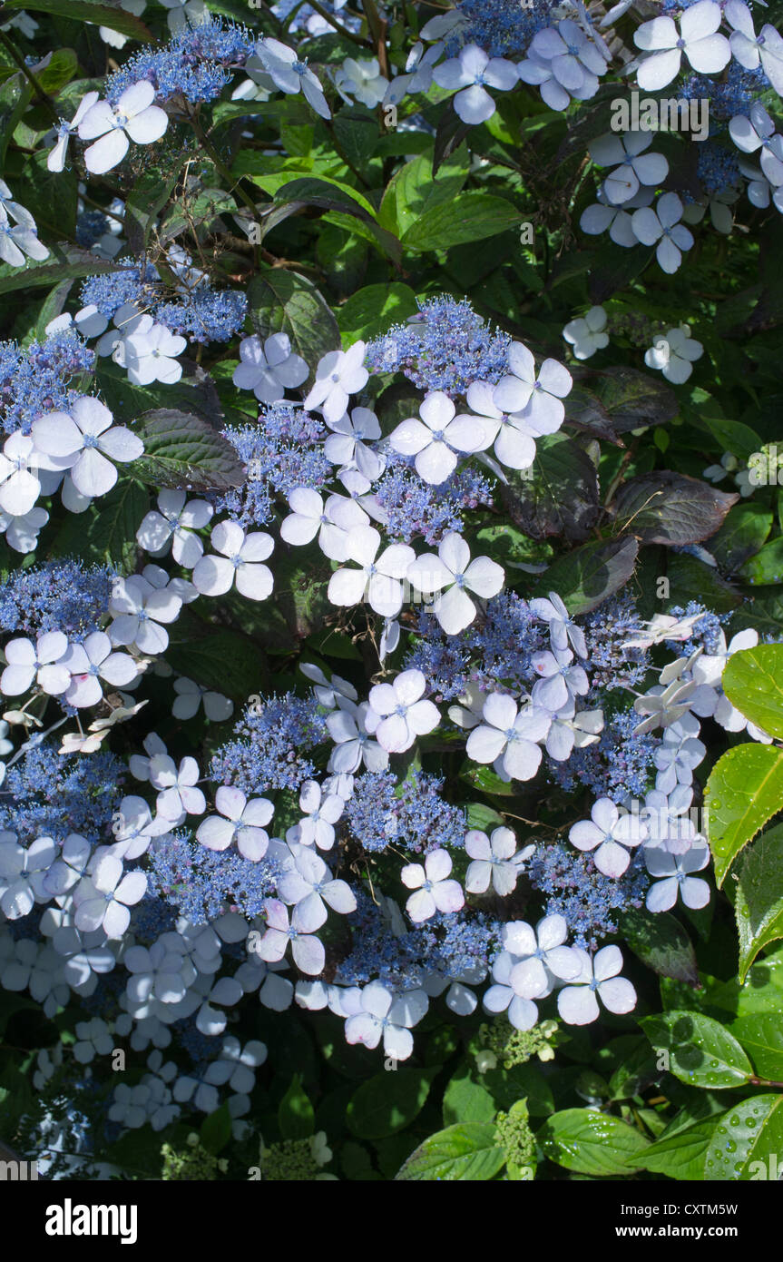 dh Hydrangea serrata fleur d'oiseau bleu Royaume-Uni ECOSSE fleurs de Bush Dans les jardins de la maison close up jardin lit Banque D'Images