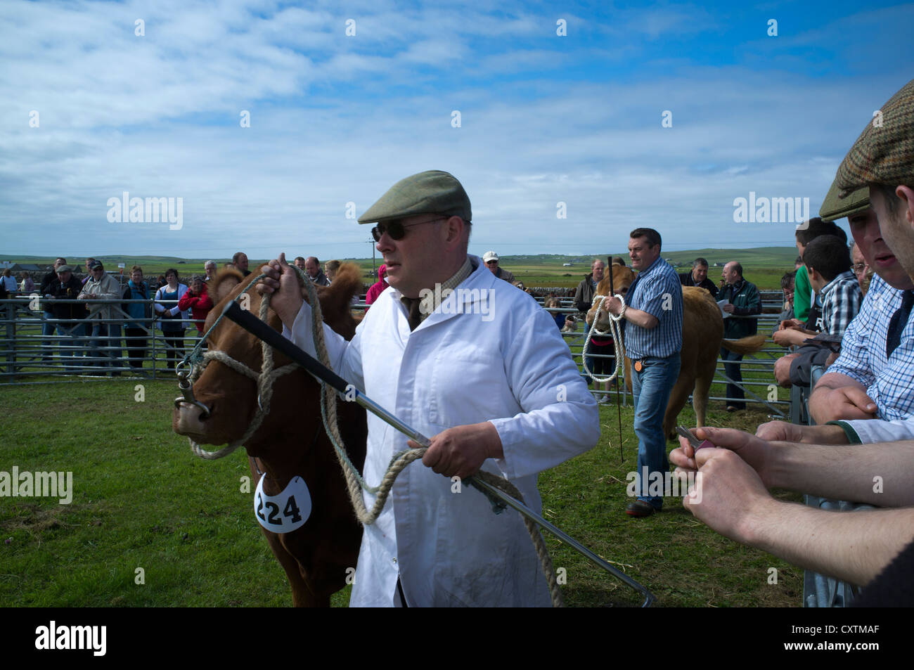 dh West Mainland show DOUNBY ORKNEY foule et les agriculteurs paradant des taureaux en show ring vache royaume-uni bétail taureau Iles écossaises agricole gens Banque D'Images