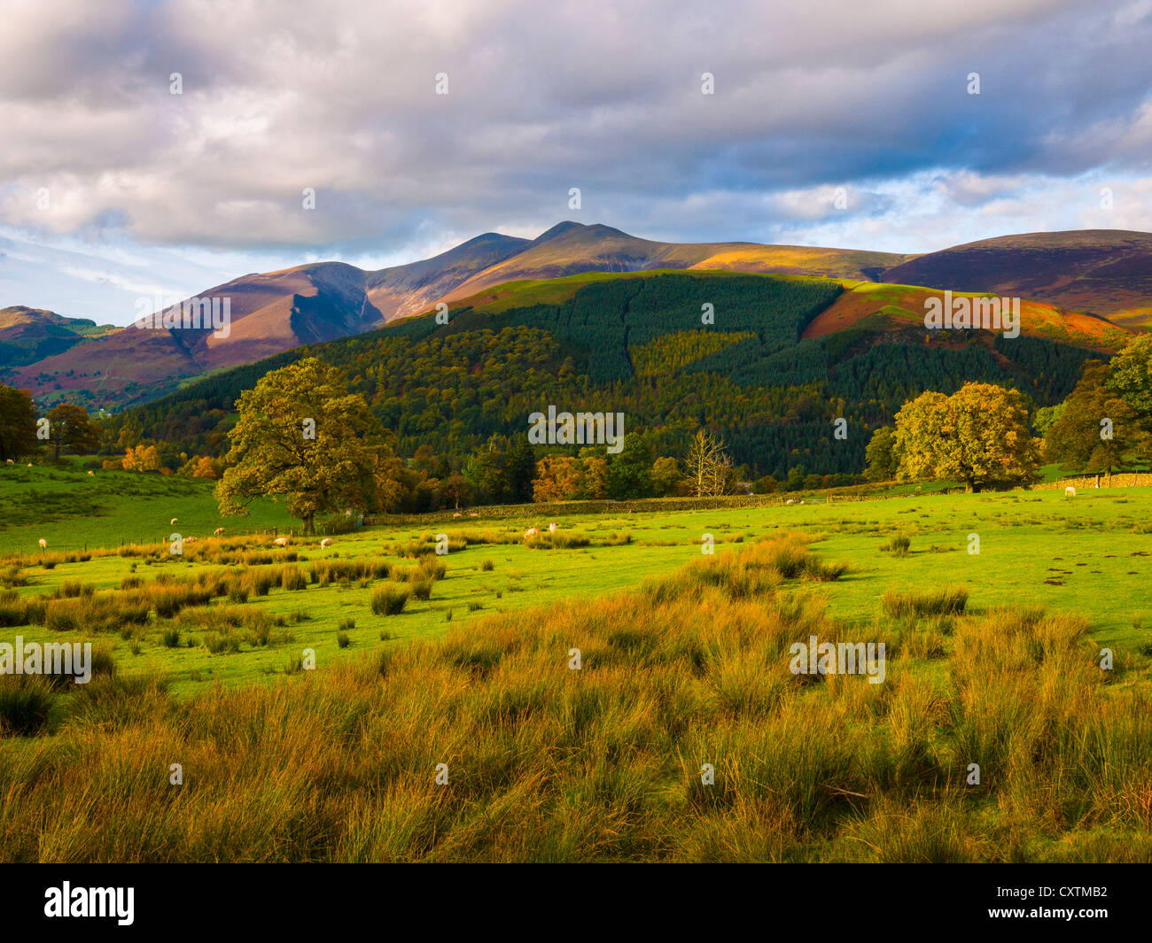 Skiddaw, près de Keswick, dans le parc national Lake District, Cumbria, Angleterre Banque D'Images
