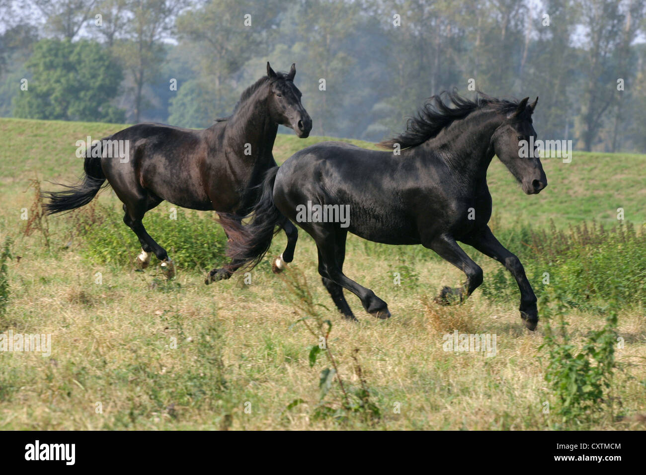 L'exécution de chevaux frisons Banque D'Images