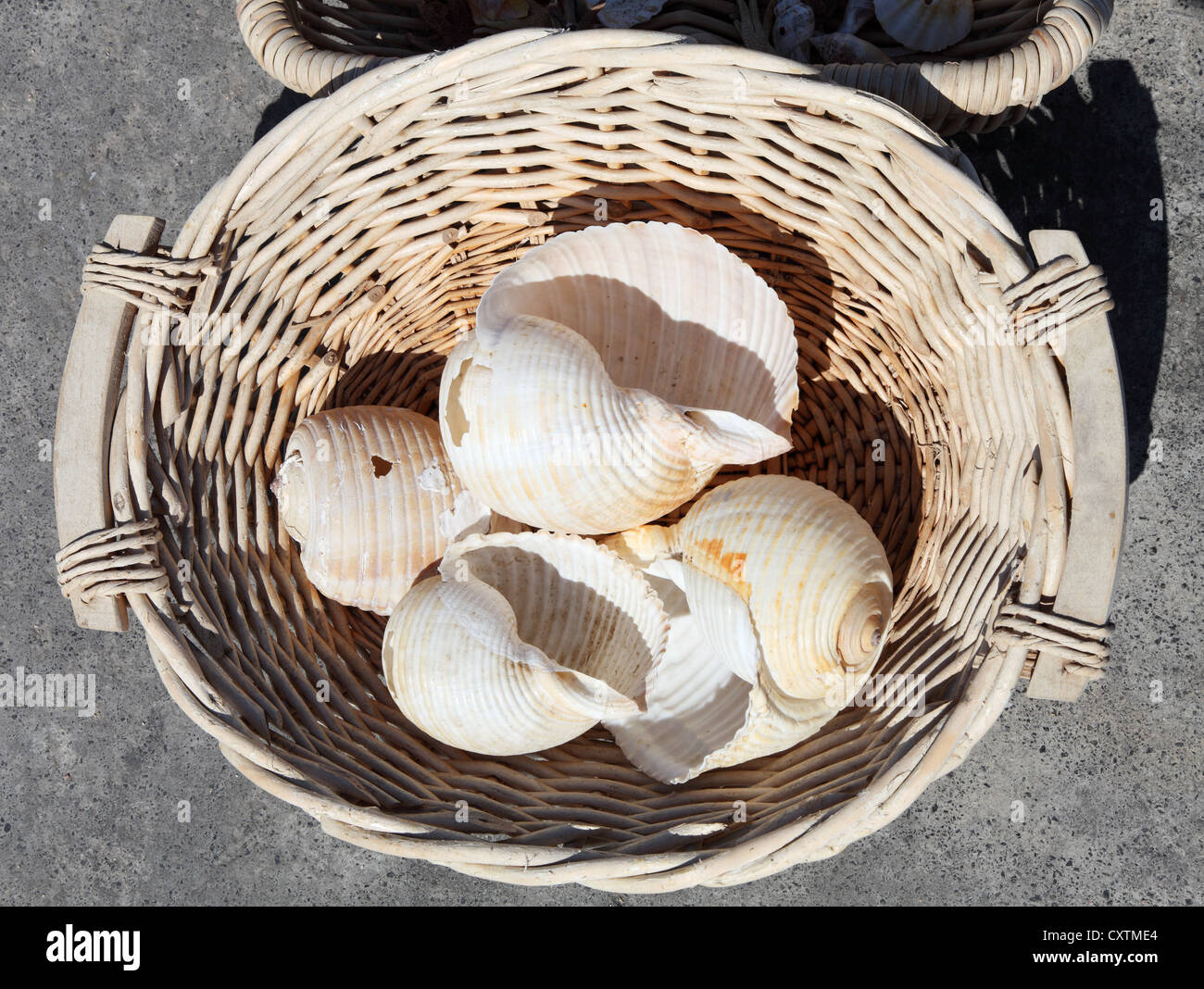Panier en osier contenant des coquilles de mer Agios Nikolaos, Crète, Grèce Banque D'Images