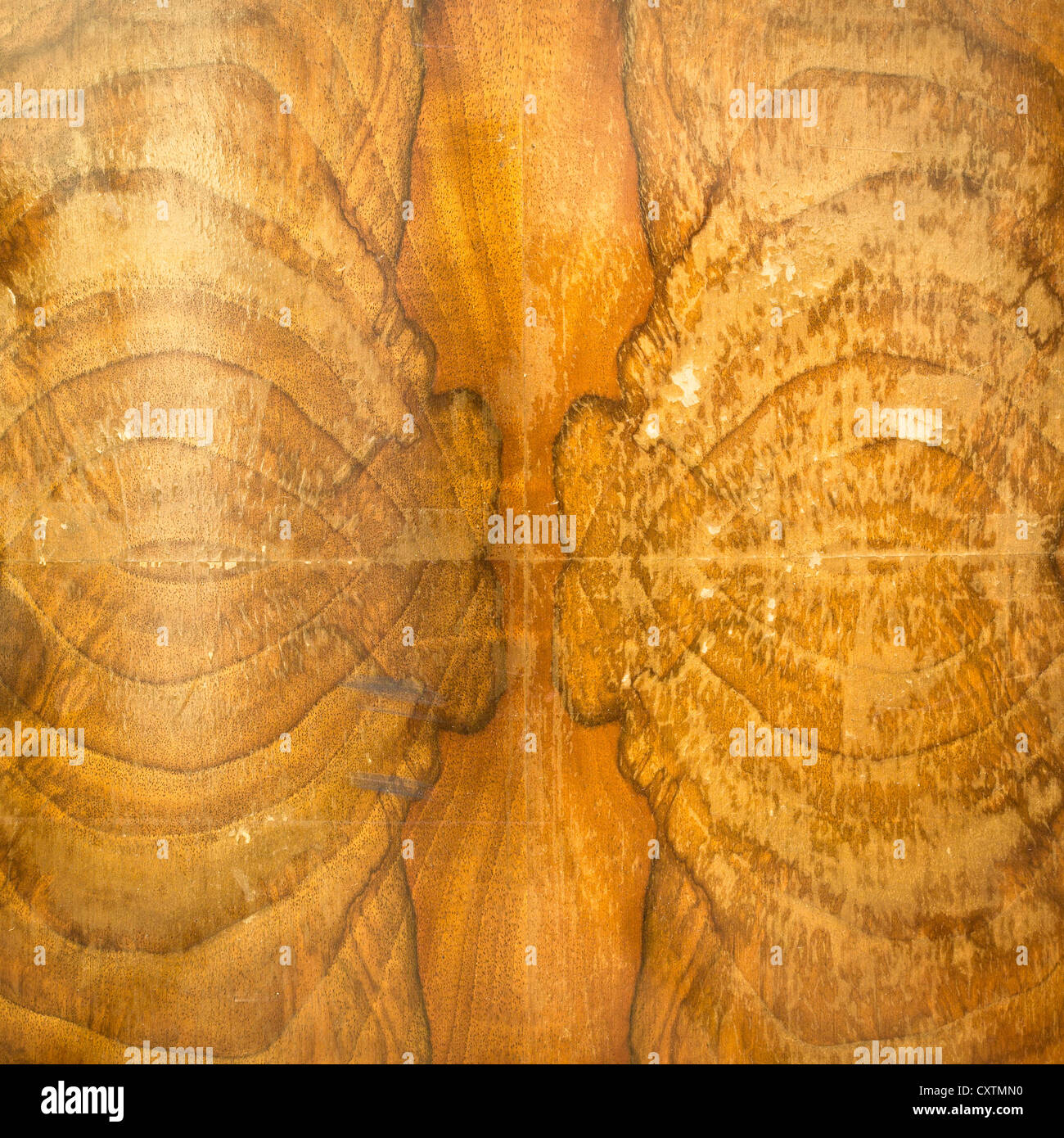 Close up d'un placage en bois montrant tendance frappante Banque D'Images