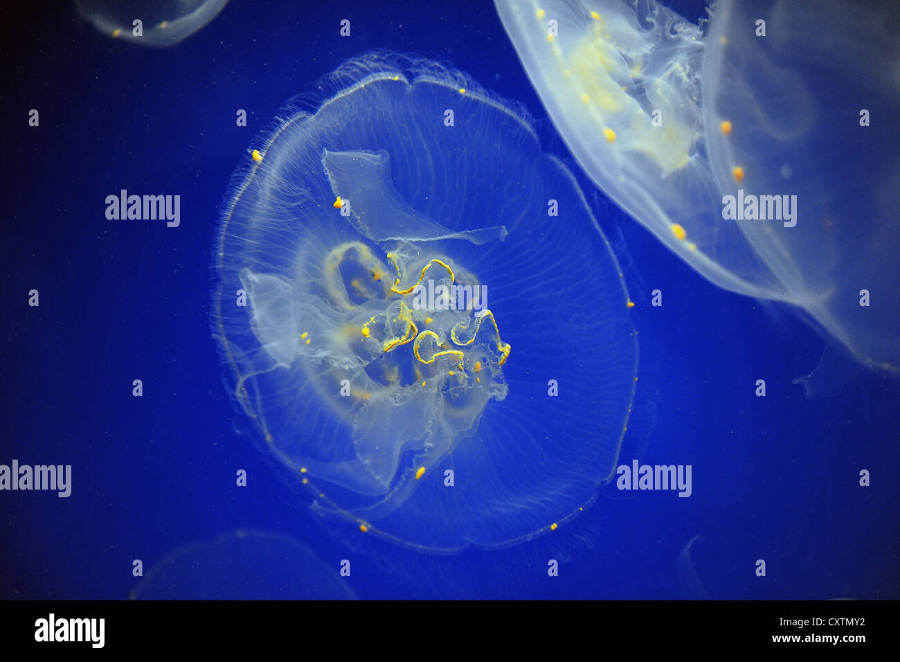 Lune, également connu sous le nom de méduse commune, sur fond bleu Banque D'Images
