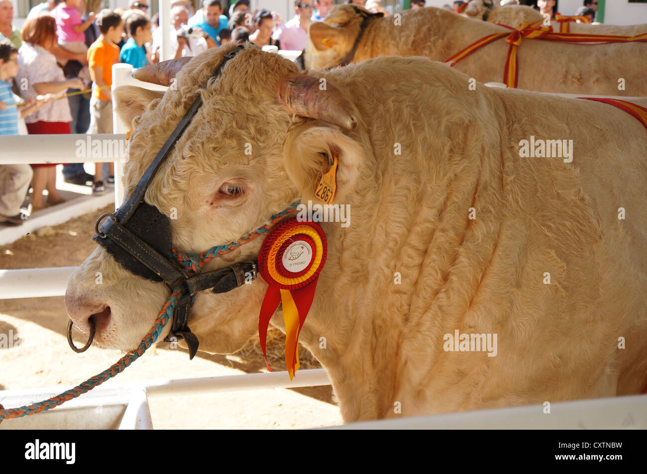 La Zafra, bovins (Feria Internacional Ganadera) juste à l'International Livestock juste à Zafra, Badajoz, Espagne Banque D'Images