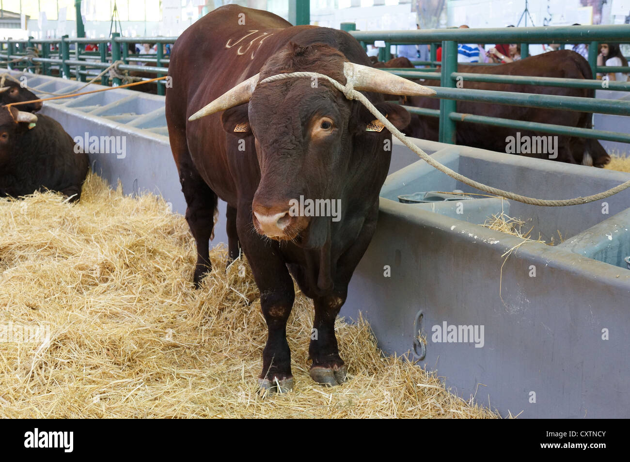 La Zafra (Feria Internacional de bovins Ganadera) juste à l'International Livestock juste à Zafra, Badajoz, Espagne Banque D'Images