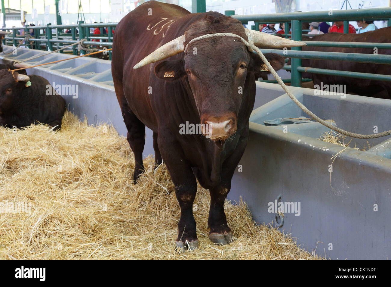 La Zafra (Feria Internacional de bovins Ganadera) juste à l'International Livestock juste à Zafra, Badajoz, Espagne Banque D'Images
