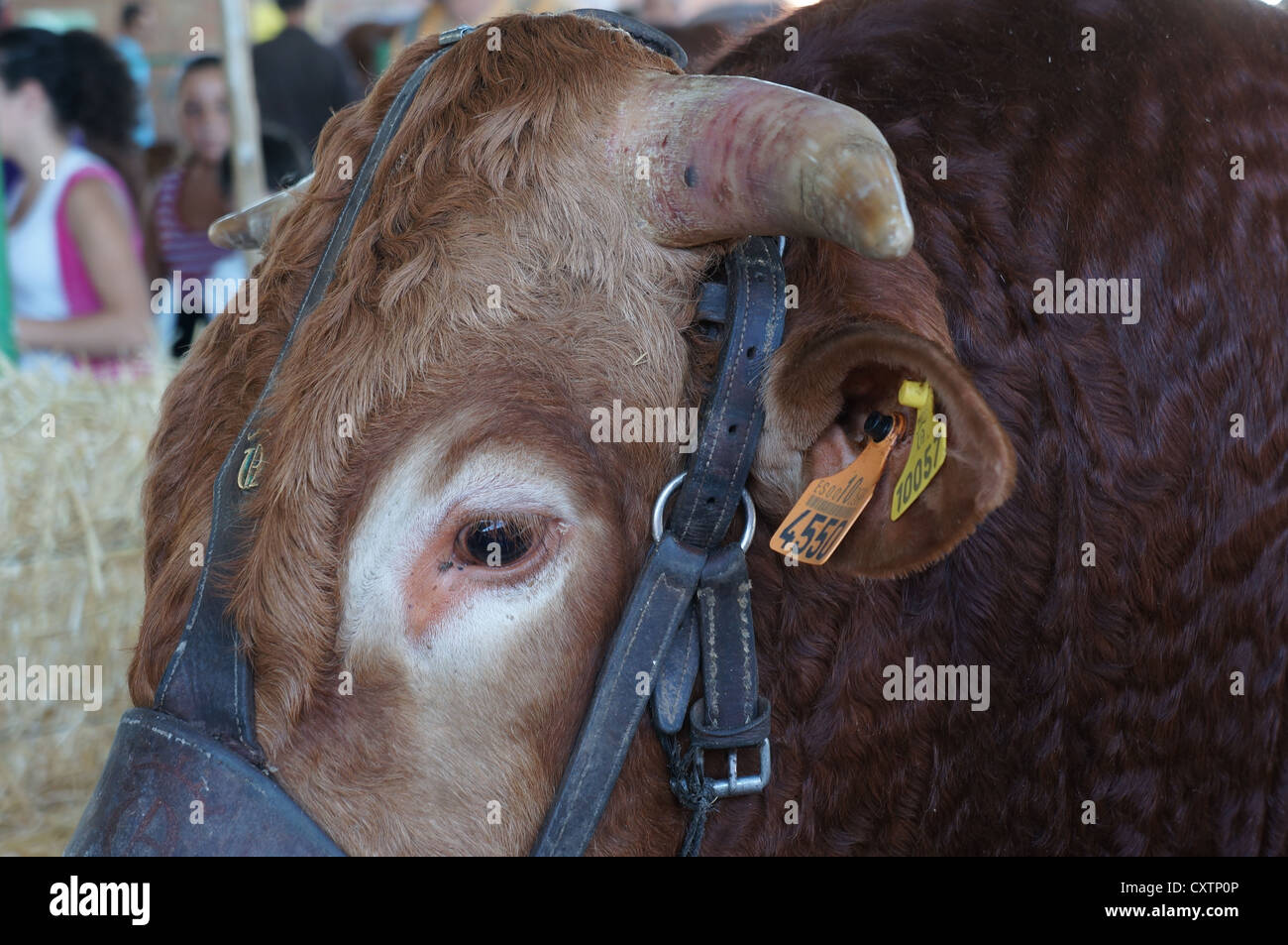 La Zafra (Feria Internacional de bovins Ganadera) juste à l'International Livestock juste à Zafra, Badajoz, Espagne Banque D'Images