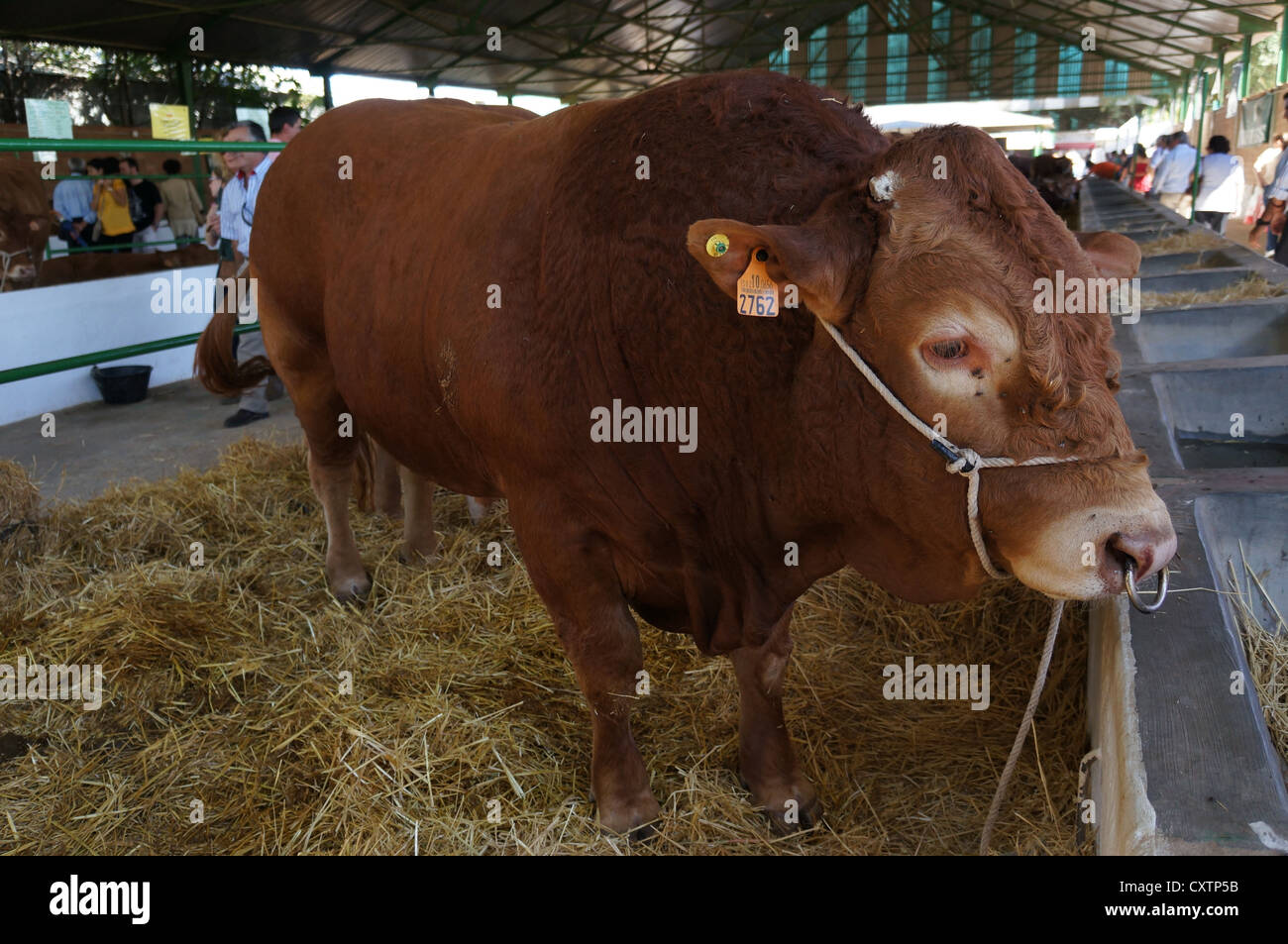 La Zafra bovins, la bague de cuivre dans le nez de bovins, à l'International Livestock juste à Zafra, Badajoz, Espagne Banque D'Images