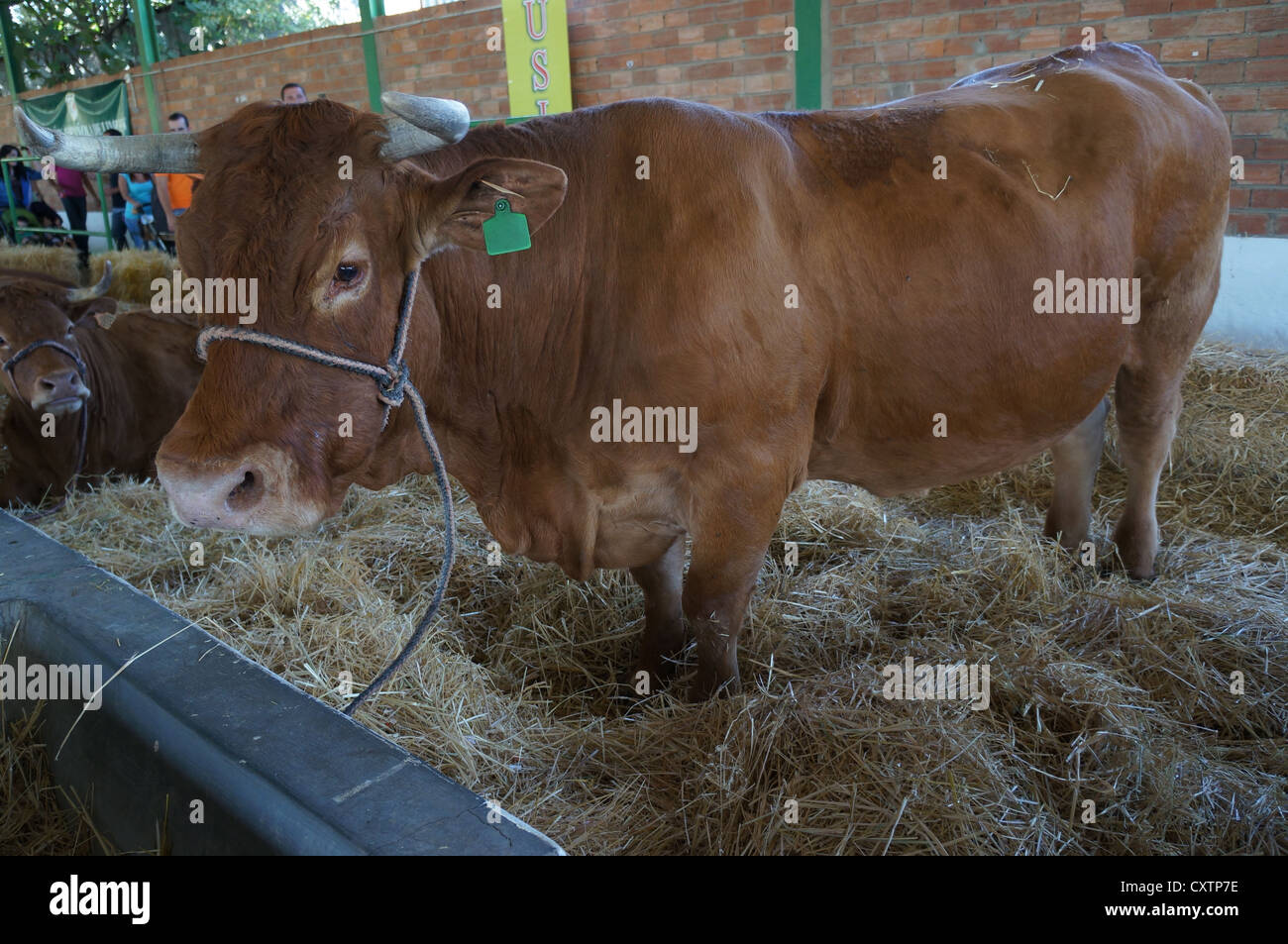 La Zafra (Feria Internacional de bovins Ganadera) juste à l'International Livestock juste à Zafra, Badajoz, Espagne Banque D'Images