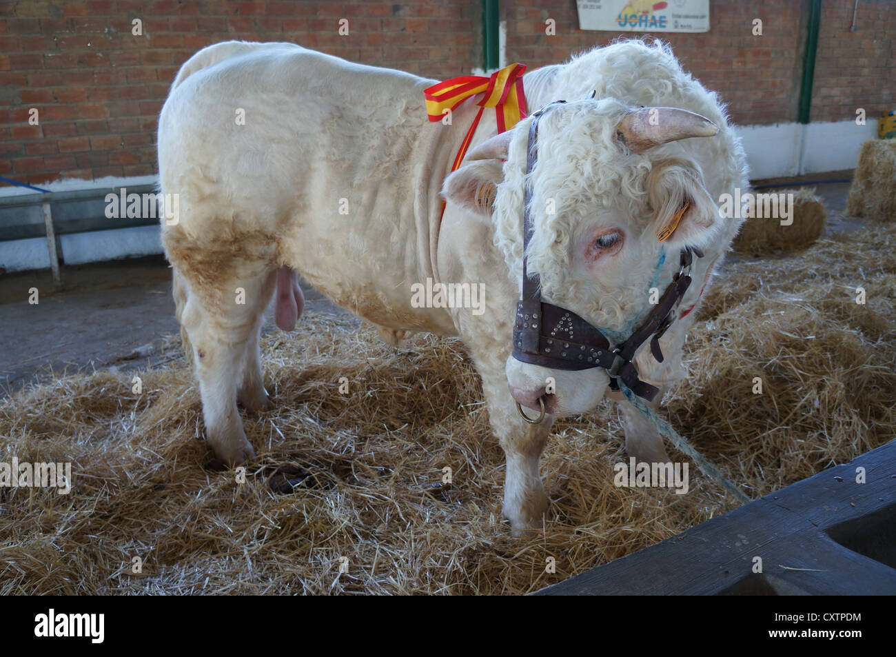 La Zafra bovins, la bague de cuivre dans le nez de bovins au bétail International juste à Zafra, Badajoz, Espagne Banque D'Images
