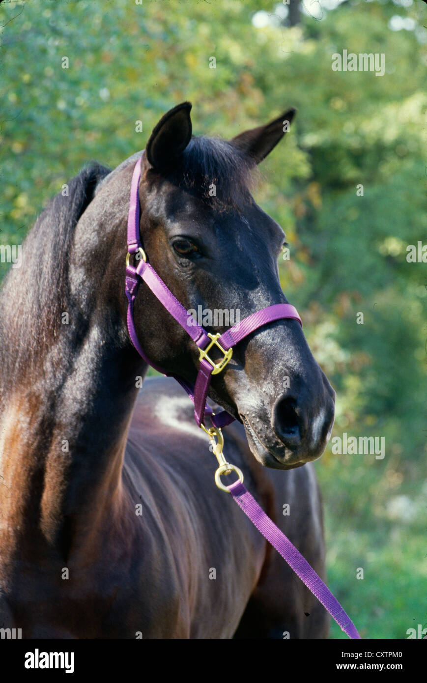 L'ébonite RAINTREE MORGAN HORSE ; Couleur : noir / ILLINOIS Banque D'Images