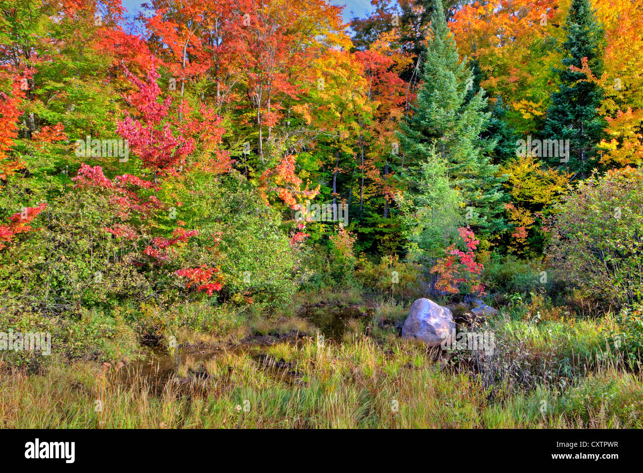 Couleurs d'automne dans le parc provincial Algonquin, en Ontario, Canada Banque D'Images