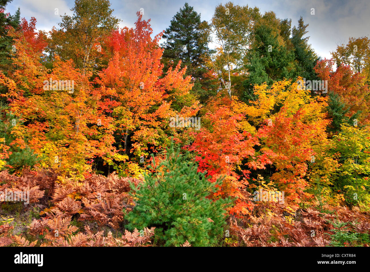 Couleurs d'automne dans le parc provincial Algonquin, en Ontario, Canada Banque D'Images