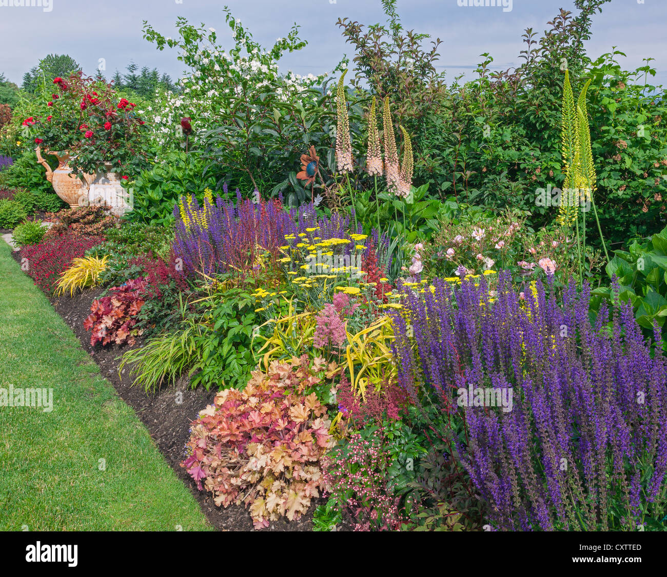 Vashon Island, WA : été Jardin éternel border avec le salvia, Heuchera, millefeuille, et eremurus. Banque D'Images