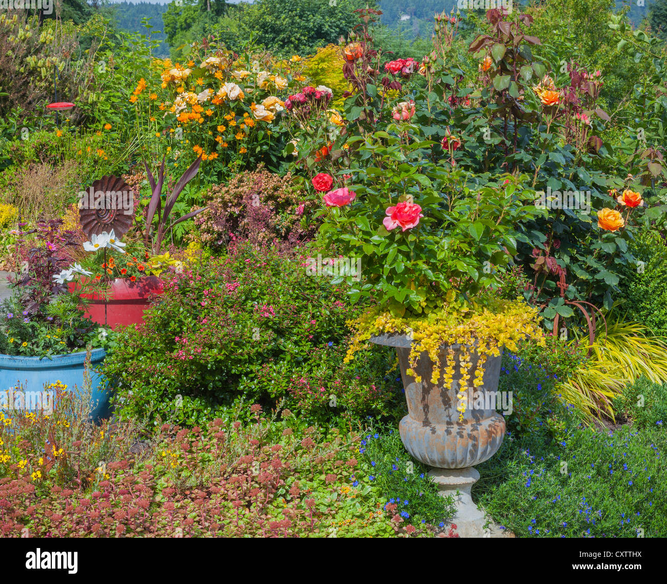 Vashon-Maury Island, WA : une urne en pot de roses et Lysimachia nummularia 'Aurea' à côté d'un jardin éternel lit. Banque D'Images