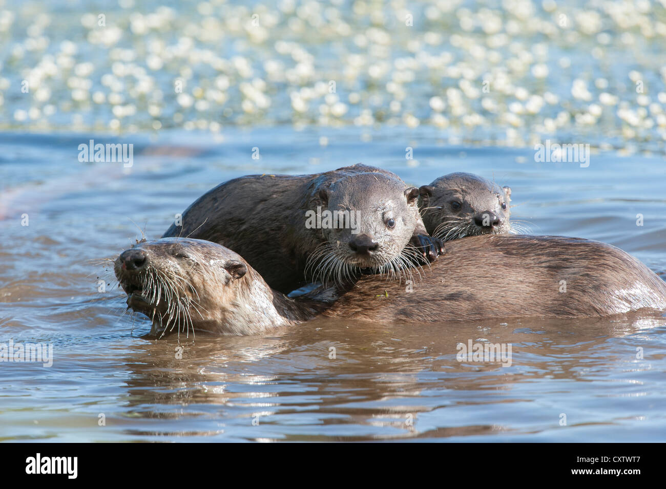 La loutre de rivière petits monter sur le dos de leur mère, les Rocheuses du Nord Banque D'Images