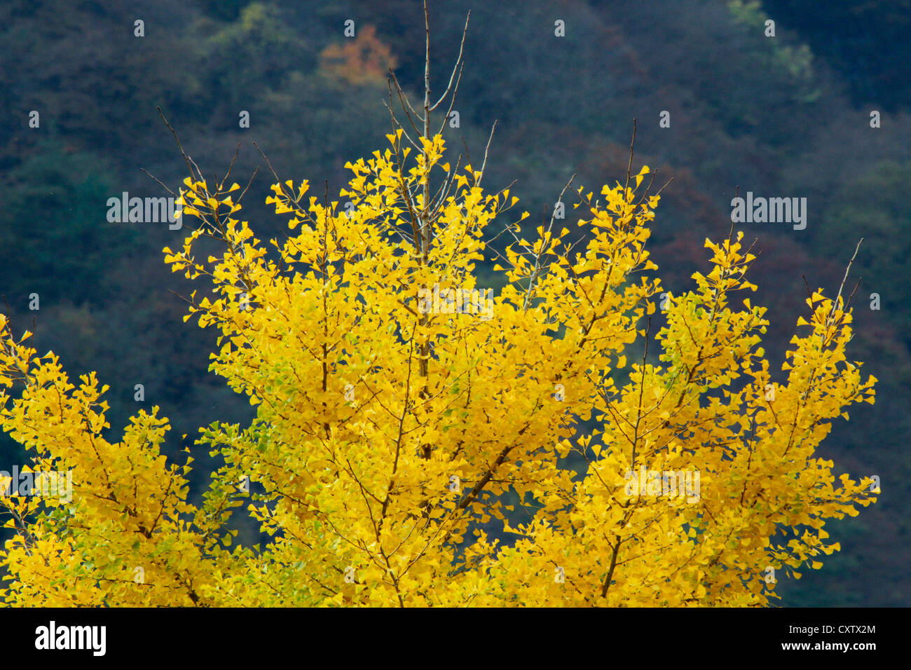 La couleur des feuilles d'automne Gingko tree par le lac Sai-ko Japon Banque D'Images