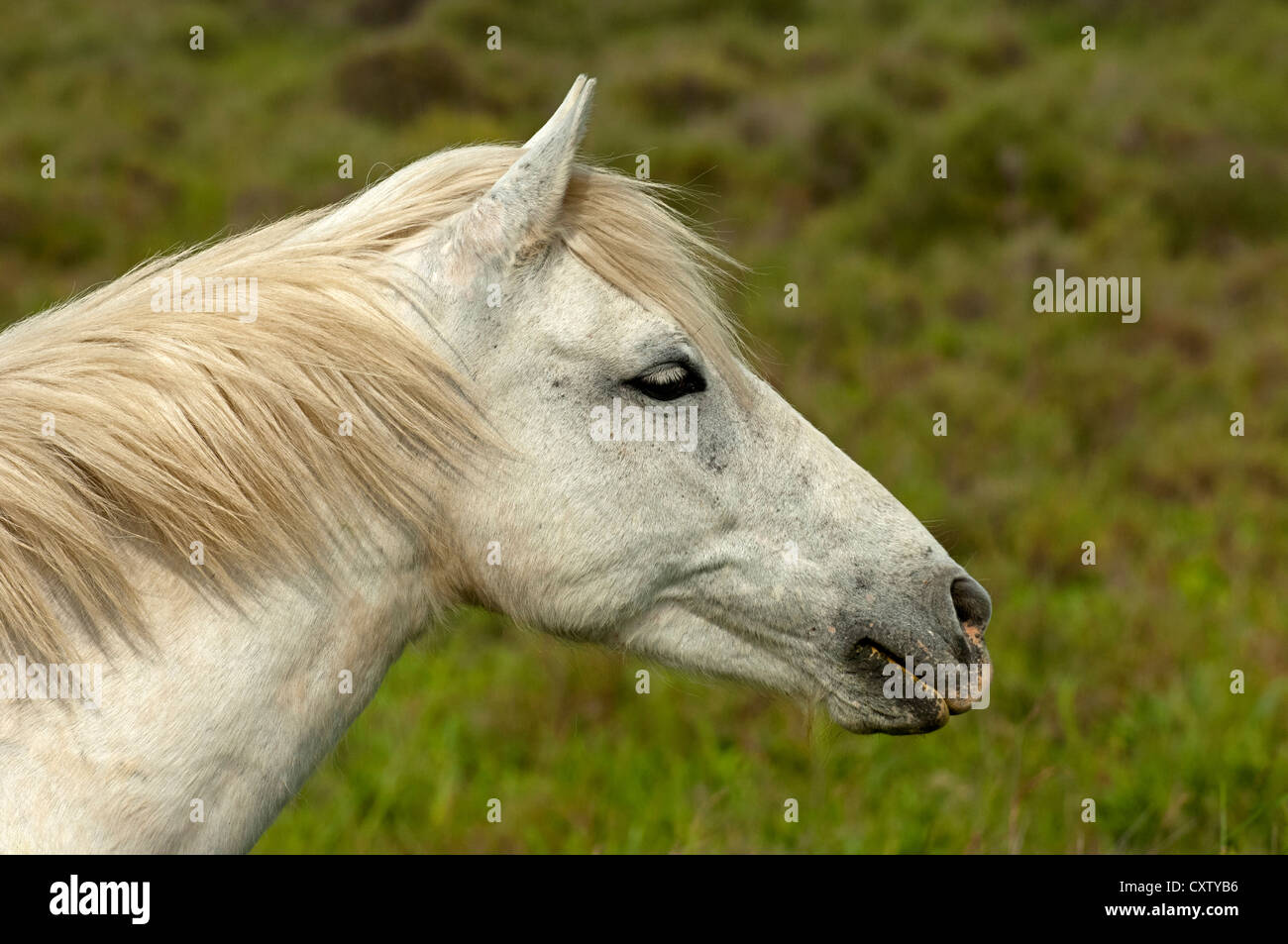 Portrait d'un cheval de Camargue, Camargue, Frankreich Banque D'Images