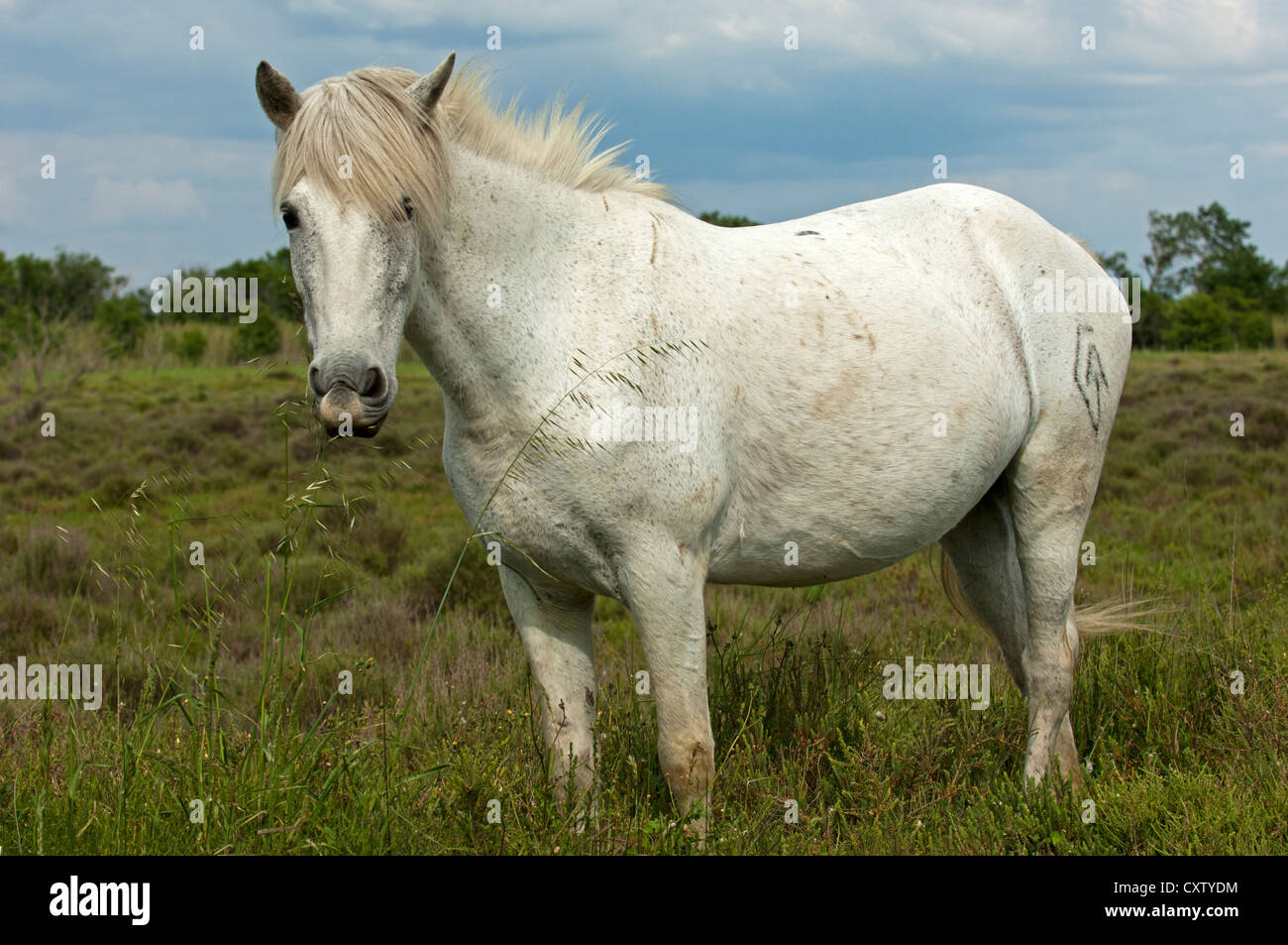 Semi-sauvages cheval Camargue sur pâturage naturel, Camargue, Frankreich Banque D'Images