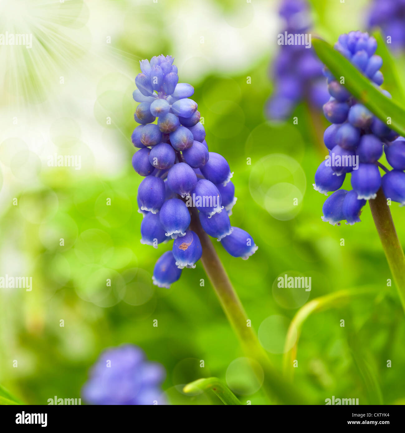 Muscari armeniacum une fleur ou communément appelé clog de flou artistique dans un jardin au printemps. Banque D'Images